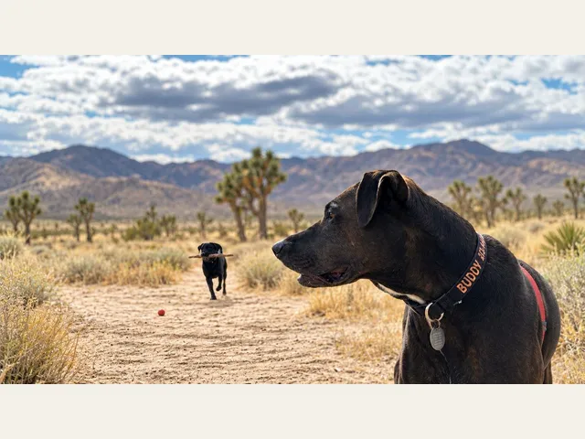 Campaign visual accompanying Edward’s animal shelter proposal.